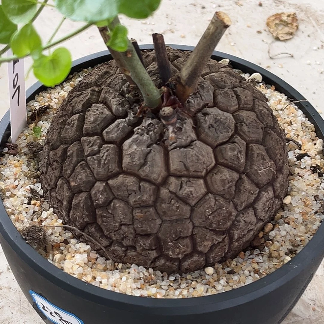 优选深裂南非龟，潜力股，K07