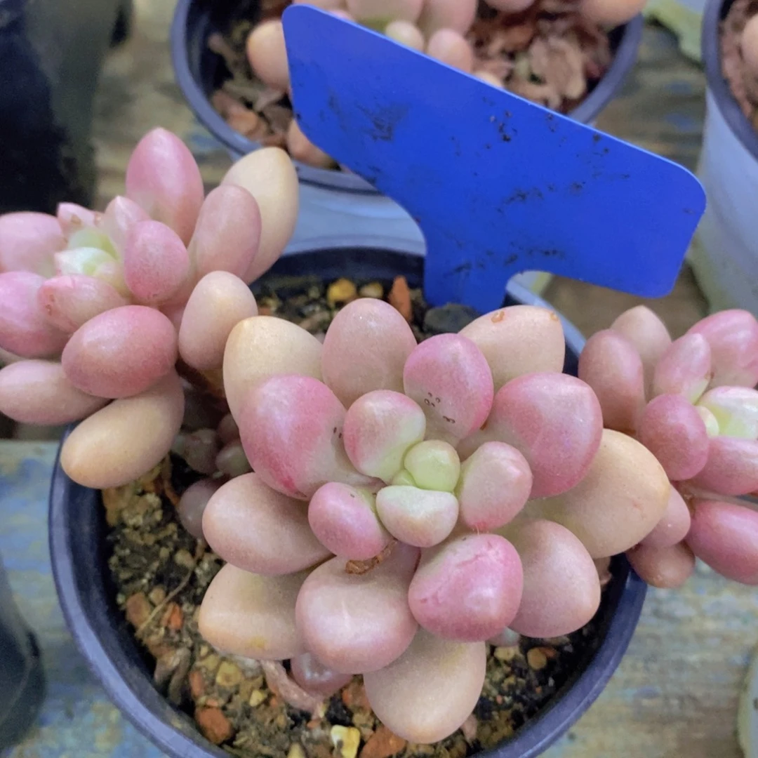 多肉植物，一物一拍，3单包邮