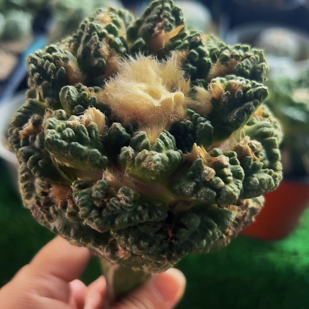 无花朵福利看龟甲牡丹237