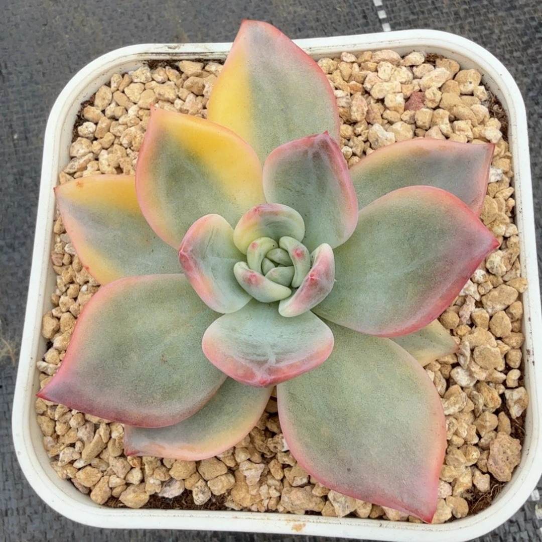 伊丽莎白锦锦上园艺一物一拍