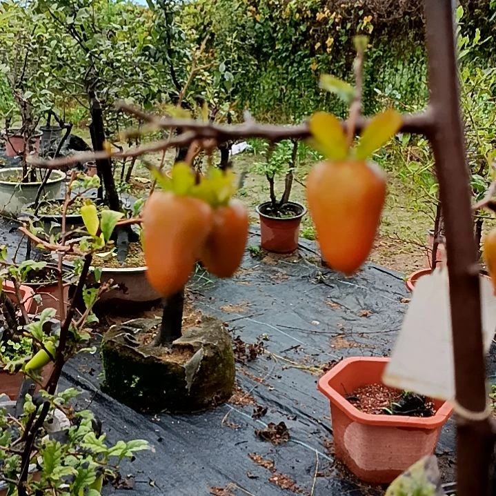 无花朵希望扦插苗