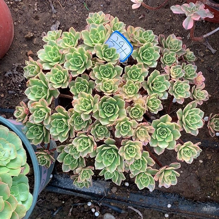 多肉植物甜茶391号
