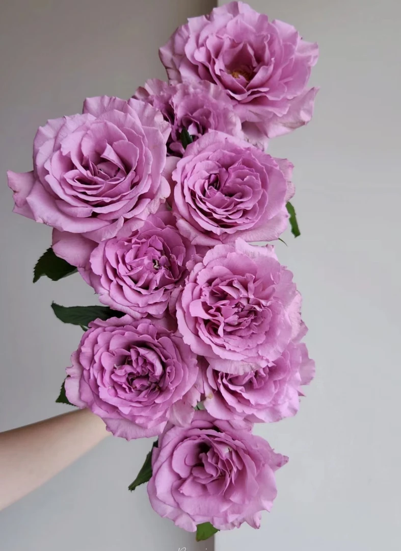 【暮光之城】精品诺斯沃德暮光之城玫瑰（全场任意一单包邮）