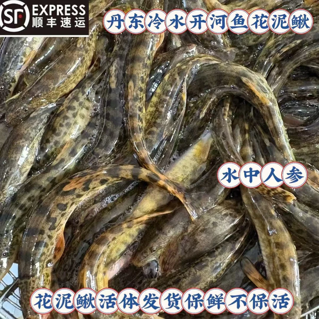 东北冷水开河鱼花泥鳅发活的保鲜不保活