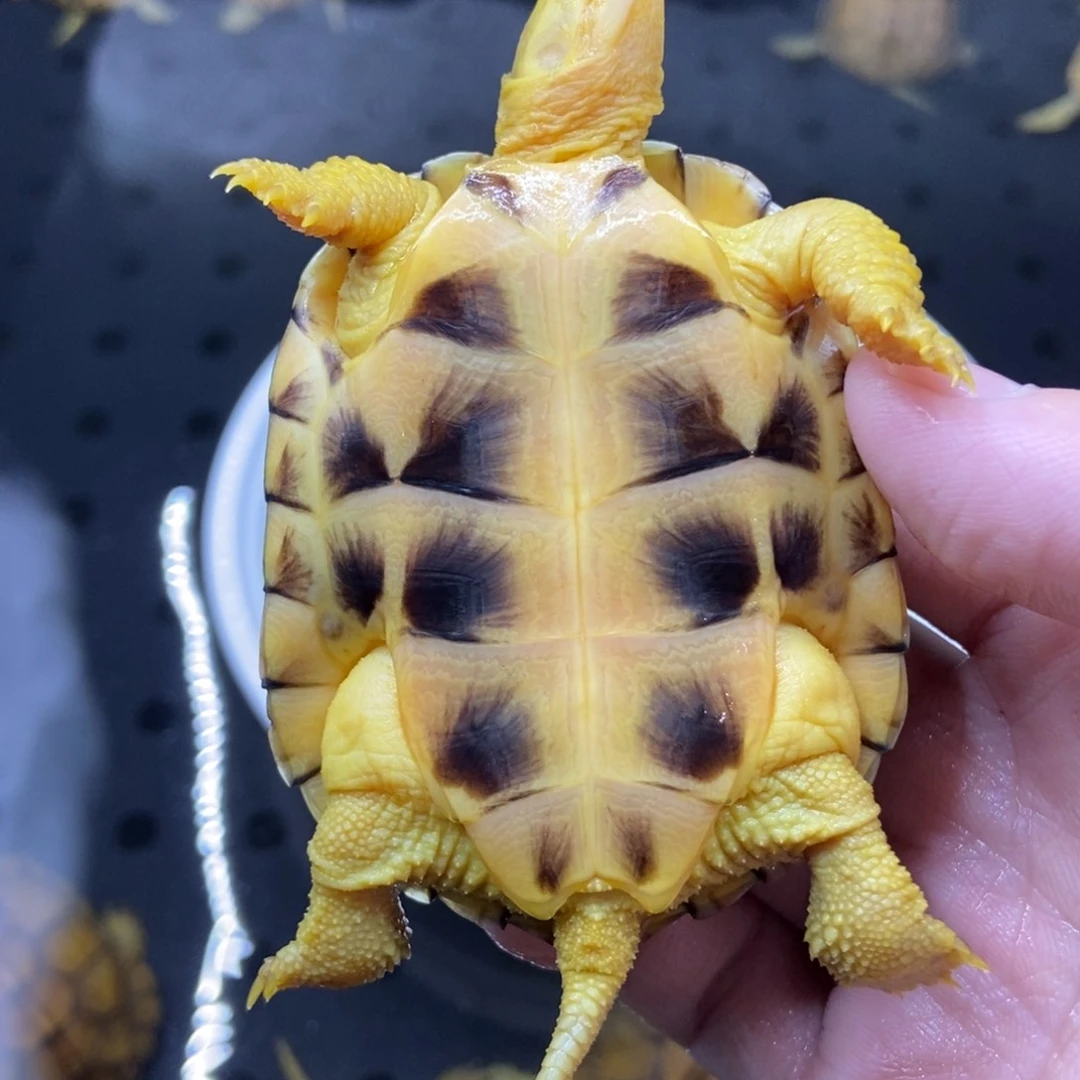 不分公母绿毛龟缘**了