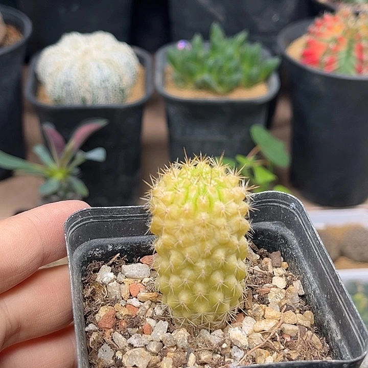 无花朵实生黄金智利球一颗2.5cm