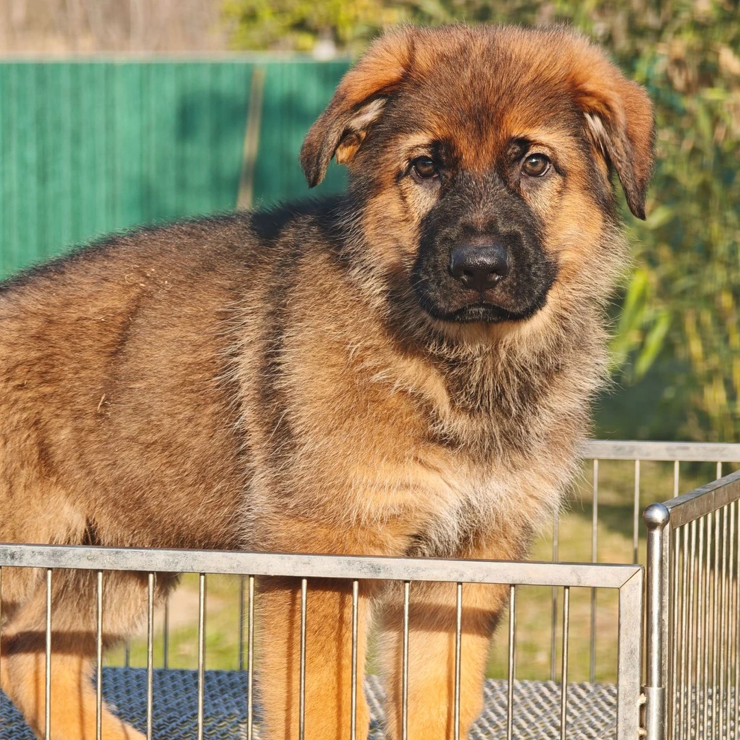 【侯哥德牧】西德牧羊犬乌蓝&雷欧女儿幼犬公