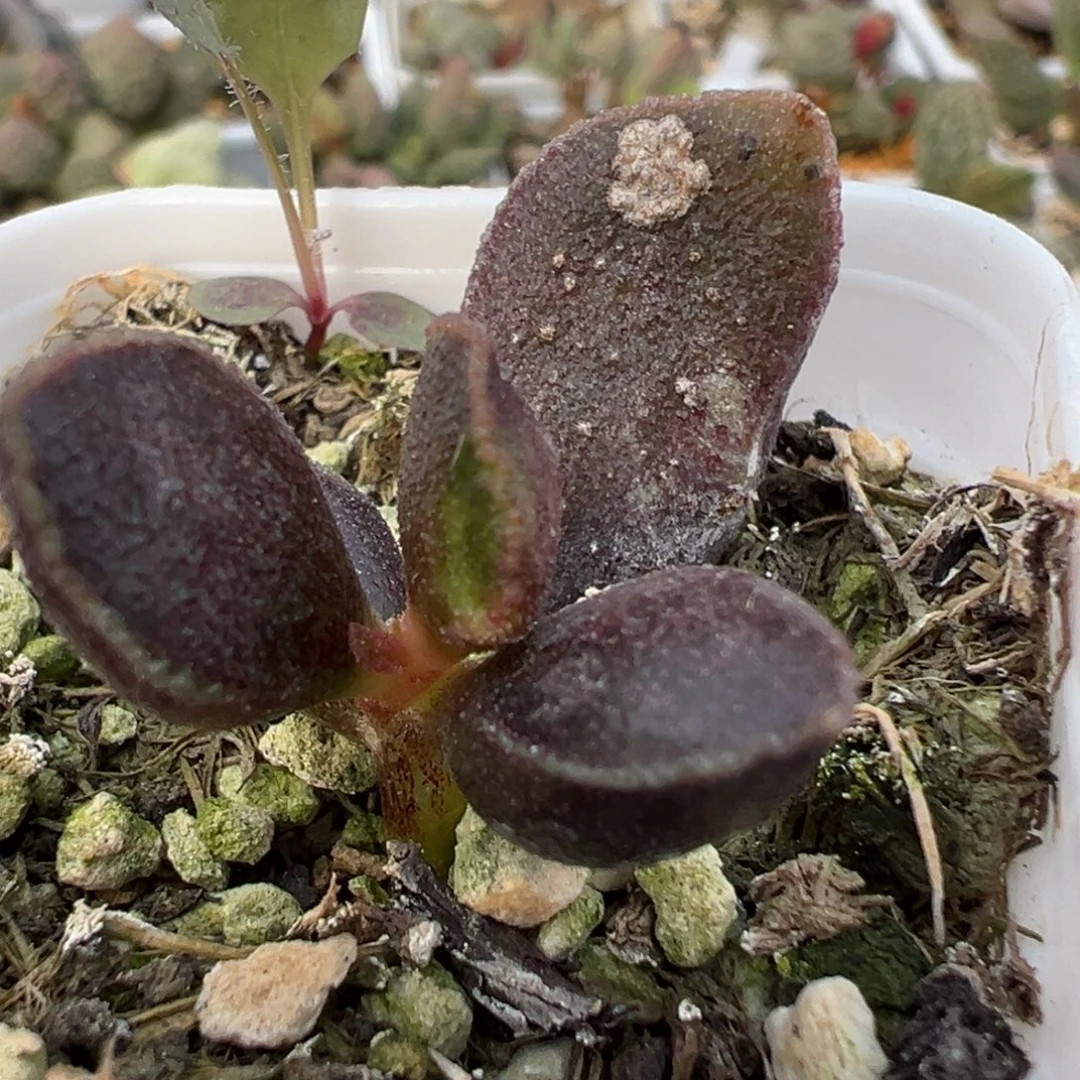 变异紫马蛋多肉植物水泡