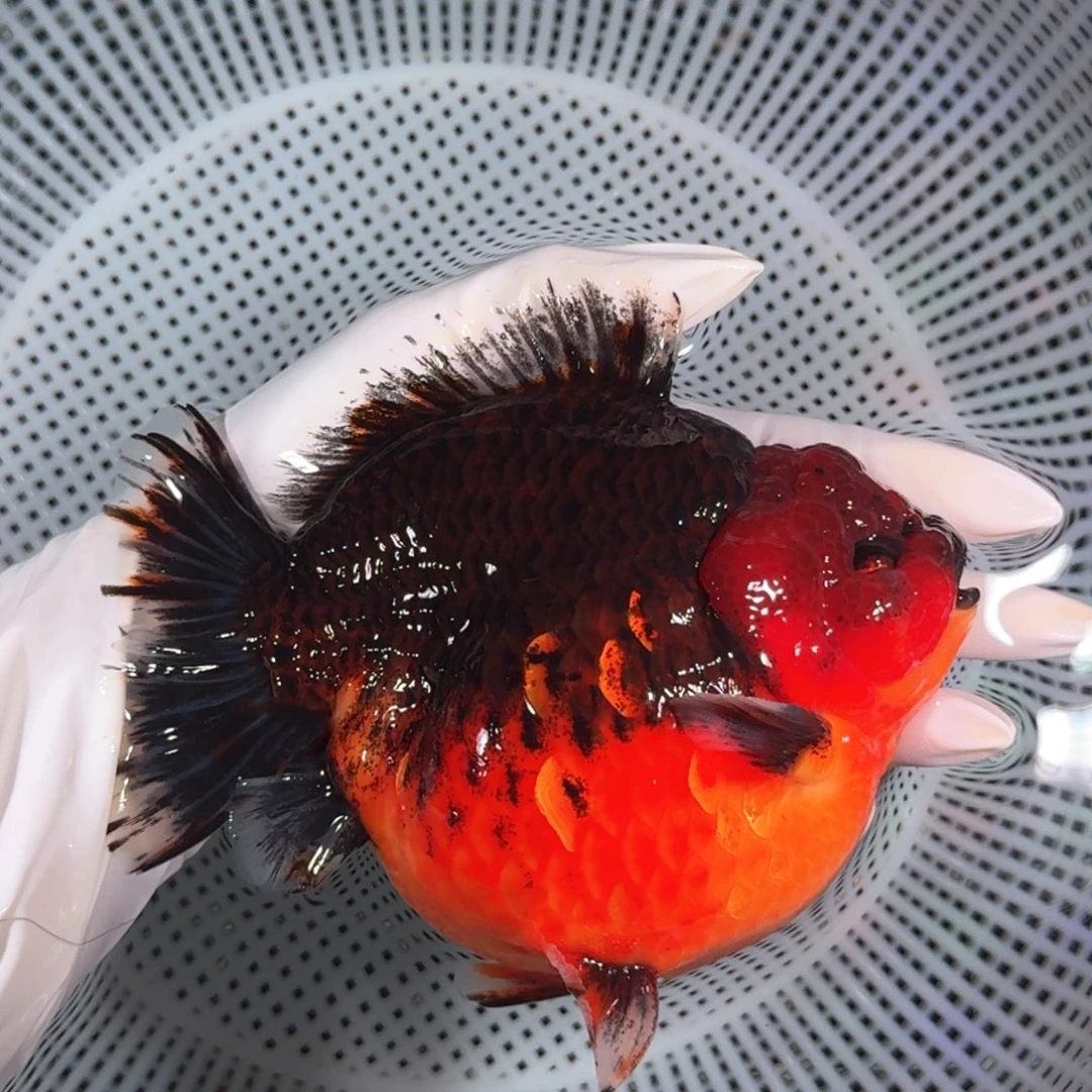 金鱼类不分公母15