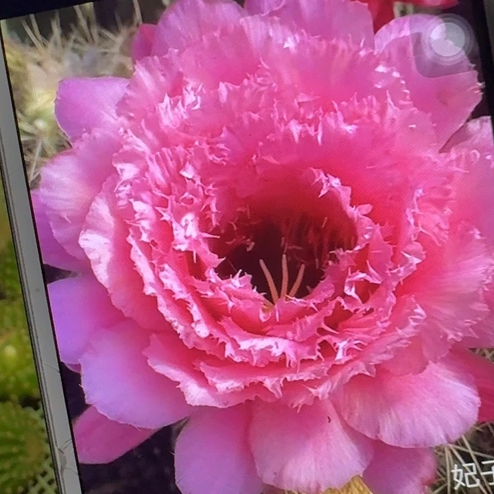 妃子笑侧芽5公分左右毛花柱（20包邮）