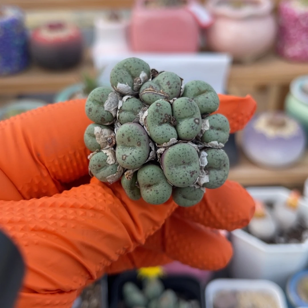 多肉植物一物一拍38