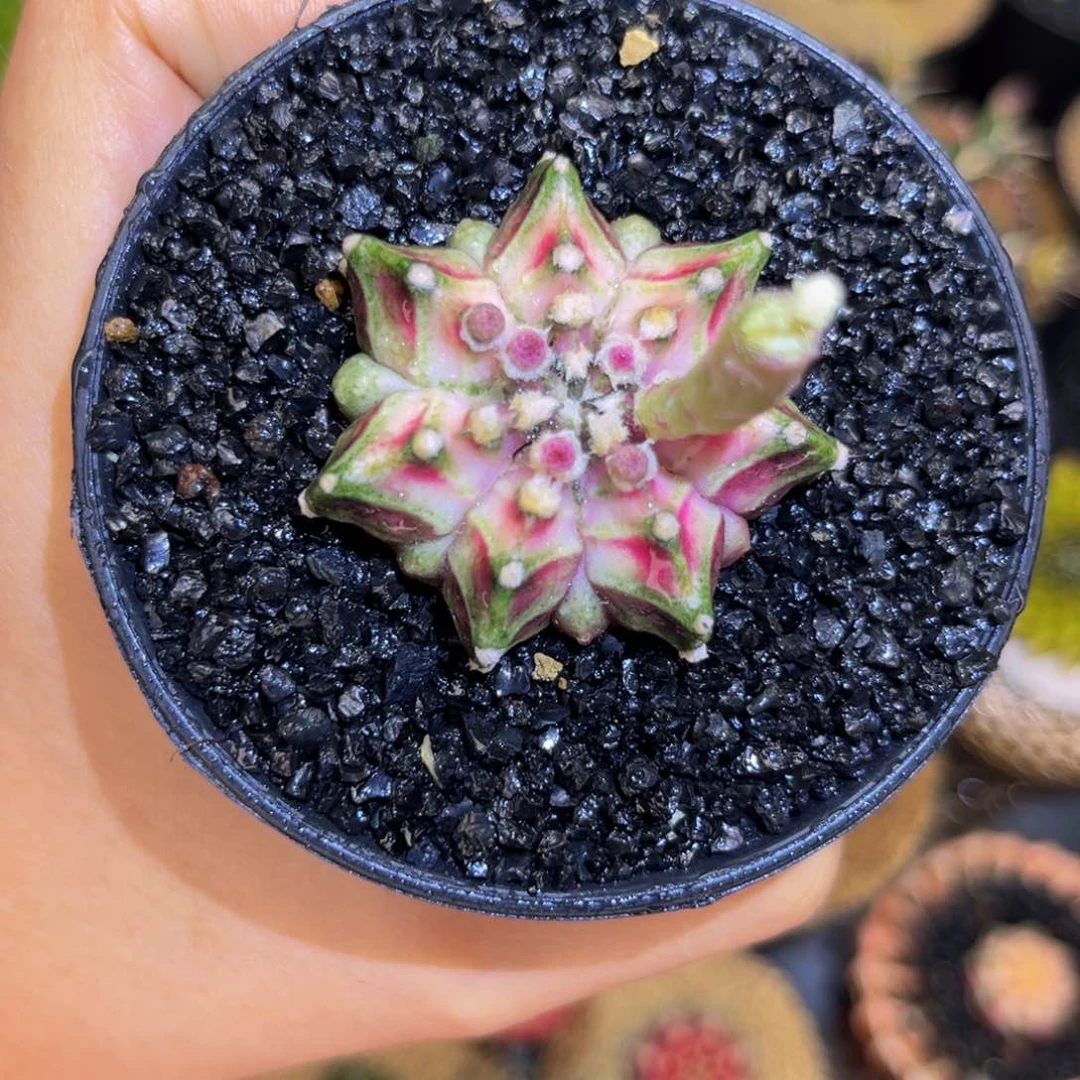 8*哥专拍的 米哈仙人球