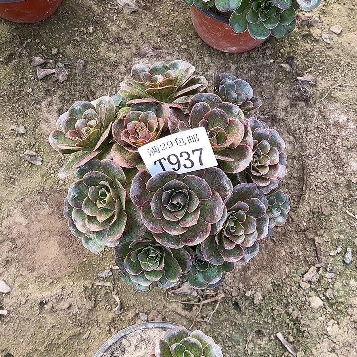 937魅金玫瑰多肉植
