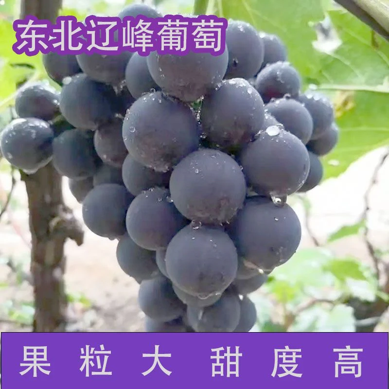 东北特产北镇辽峰葡萄颗粒包装3斤/5斤