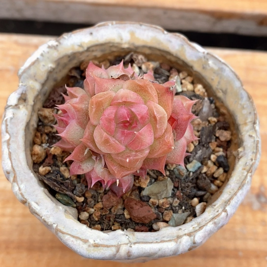 精品多肉一物一拍70