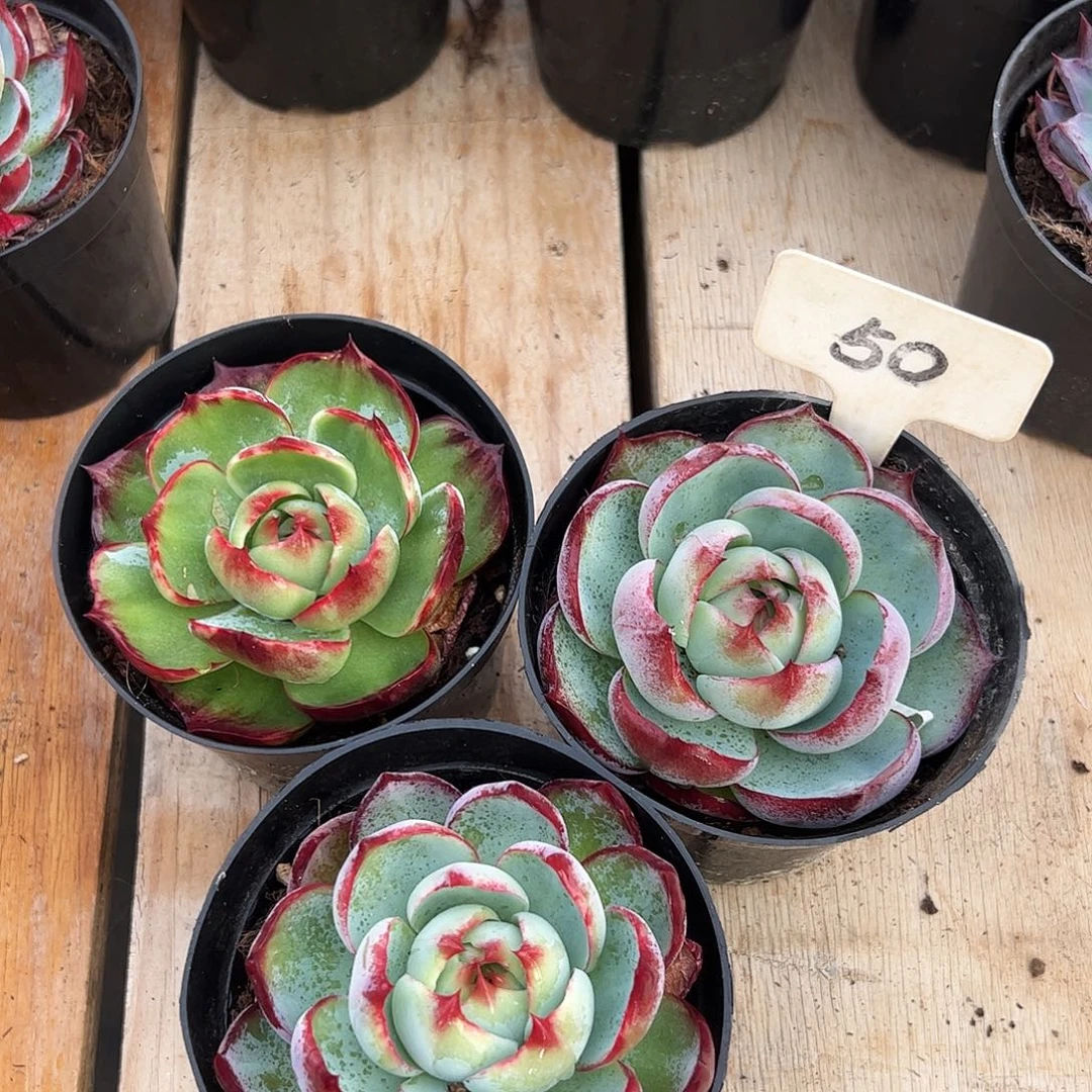 小惊鸿仙子8公分左右三颗50号