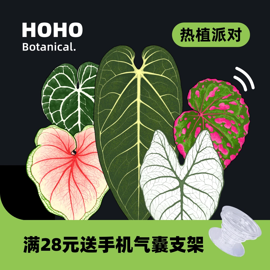 HOHO原创·热植冰箱贴克莱恩花烛秋海棠彩叶芋亚克力磁吸冰箱贴