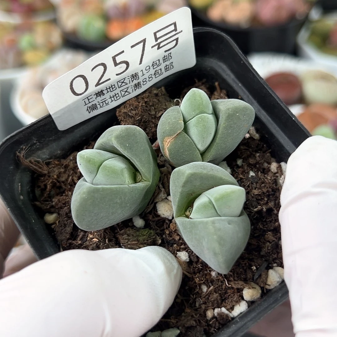 好养易活生石花大母本0257