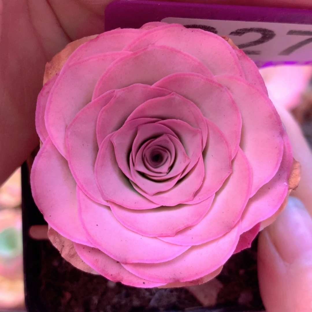 一物一拍恋红尘827