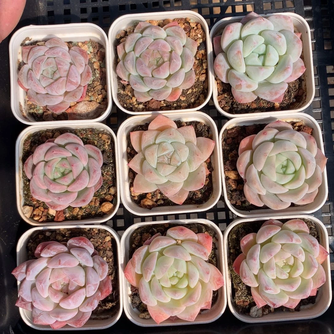 1210-26 套餐一组