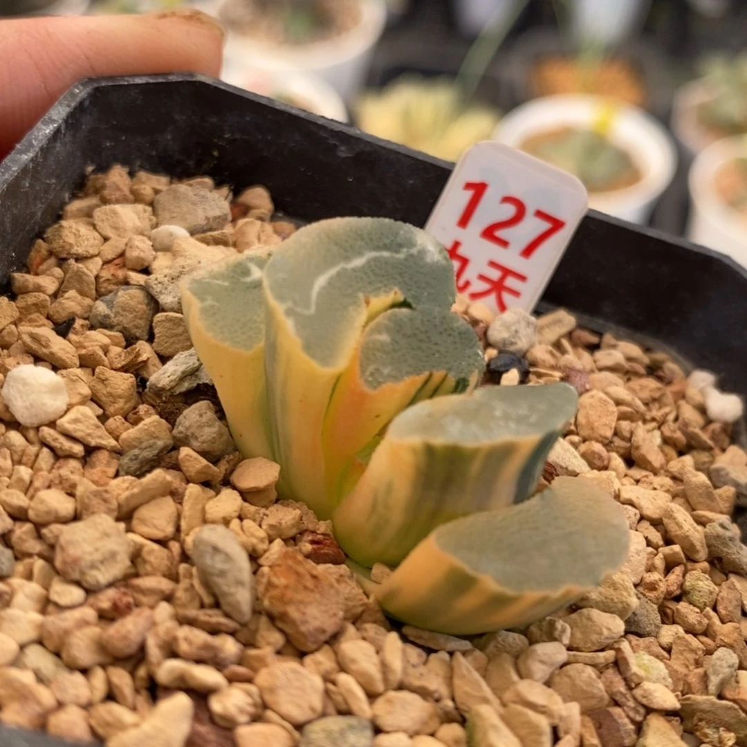 127号大绳玉扇锦多肉