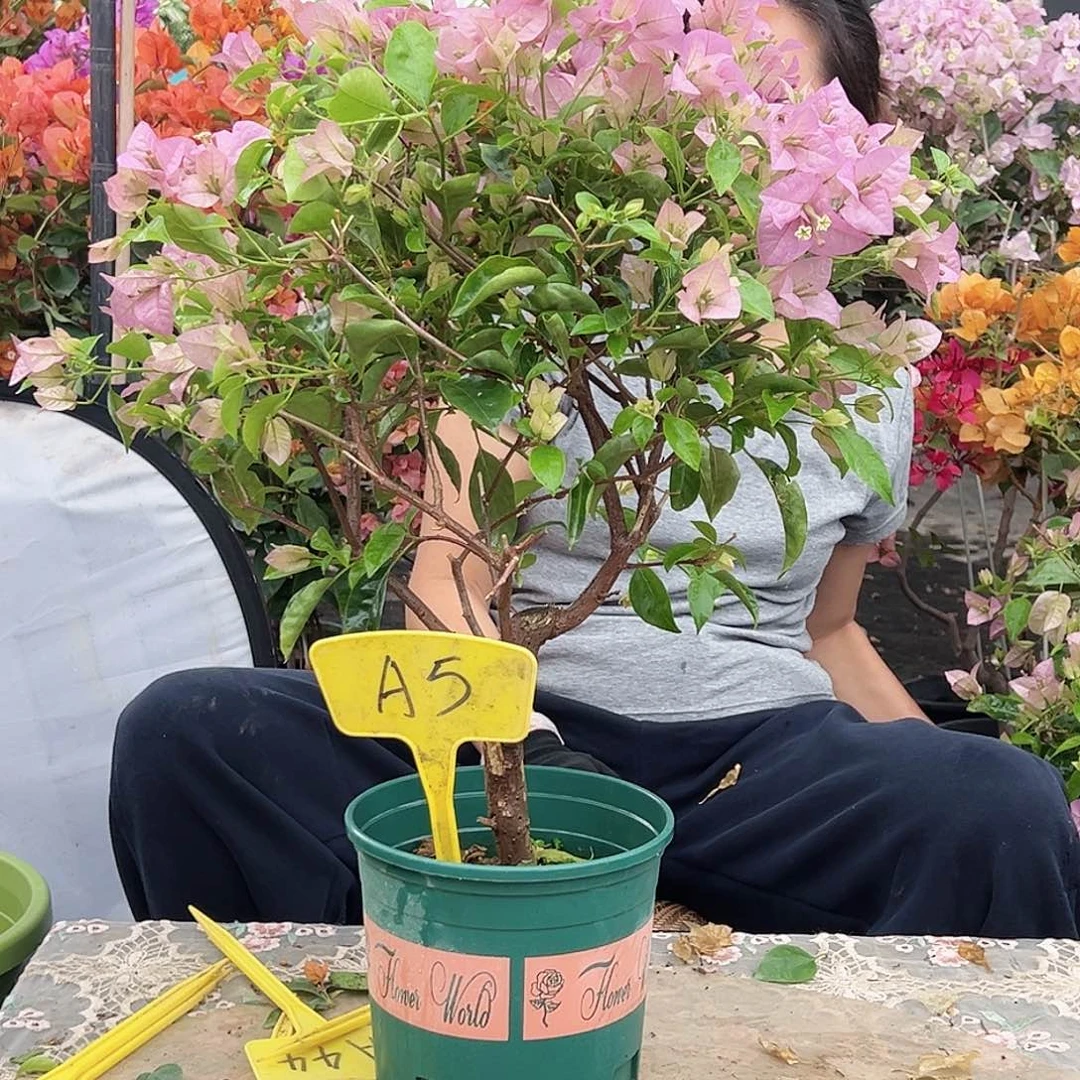 花***美大部分花苞少量开放A5赛佛理