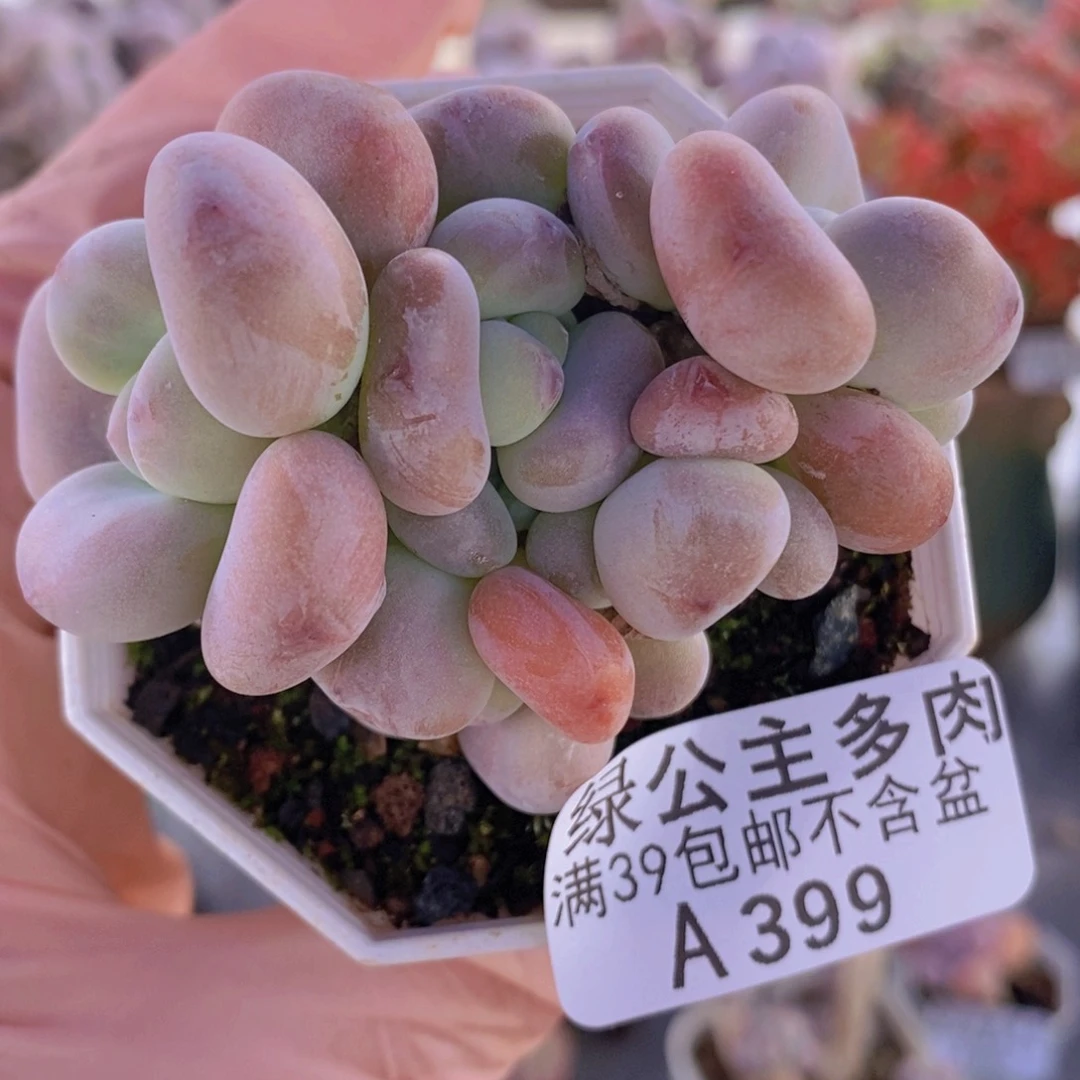 腰子洛神6cm399多肉植物