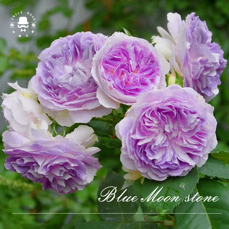 玫瑰大叔 蓝月石 灌木切花大花勤花浓香抗性好 庭院阳台花园种植
