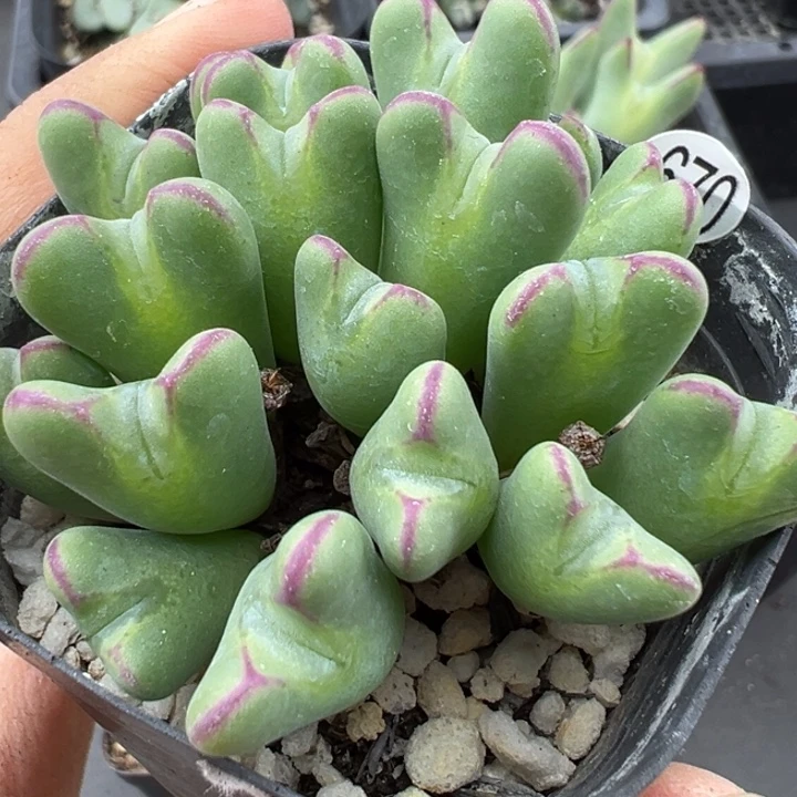 670号这颗多肉有点好看