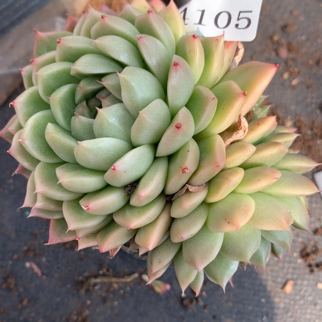 4105不包整散不售后杂交多肉