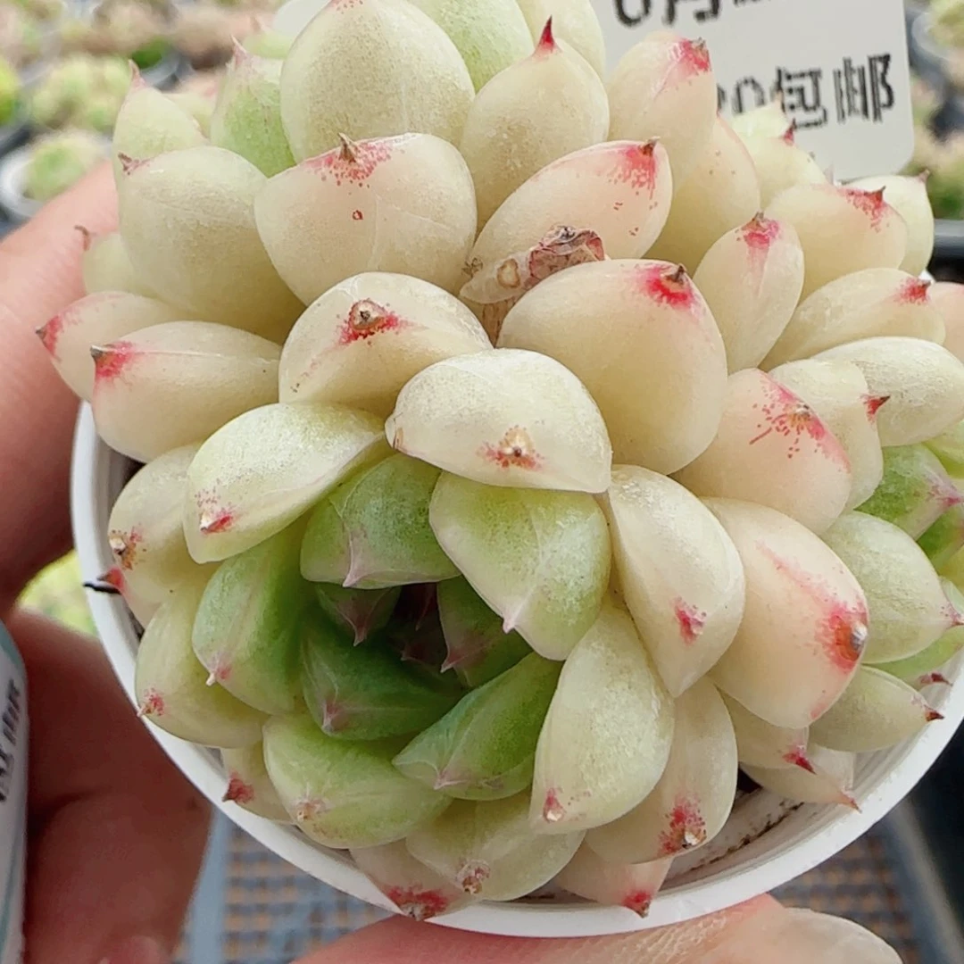 花语逸镜0622-125包子麦秆