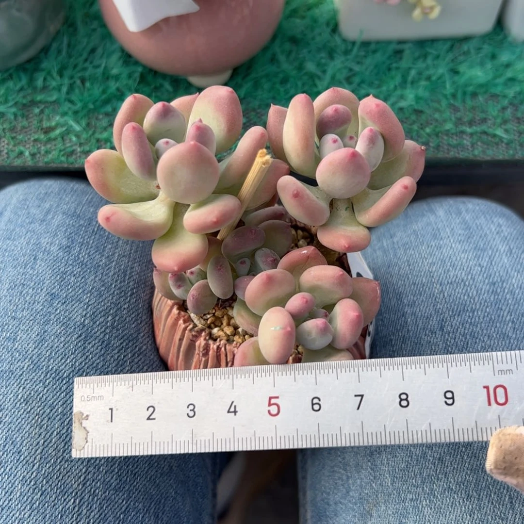 莲*369 多肉植物组合盆栽