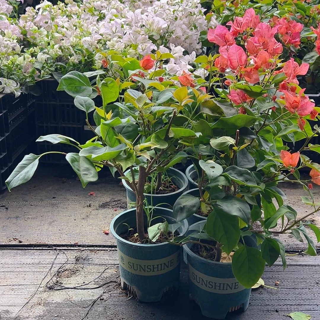 当前无花栽培后可以开花夕阳红掌中宝一颗