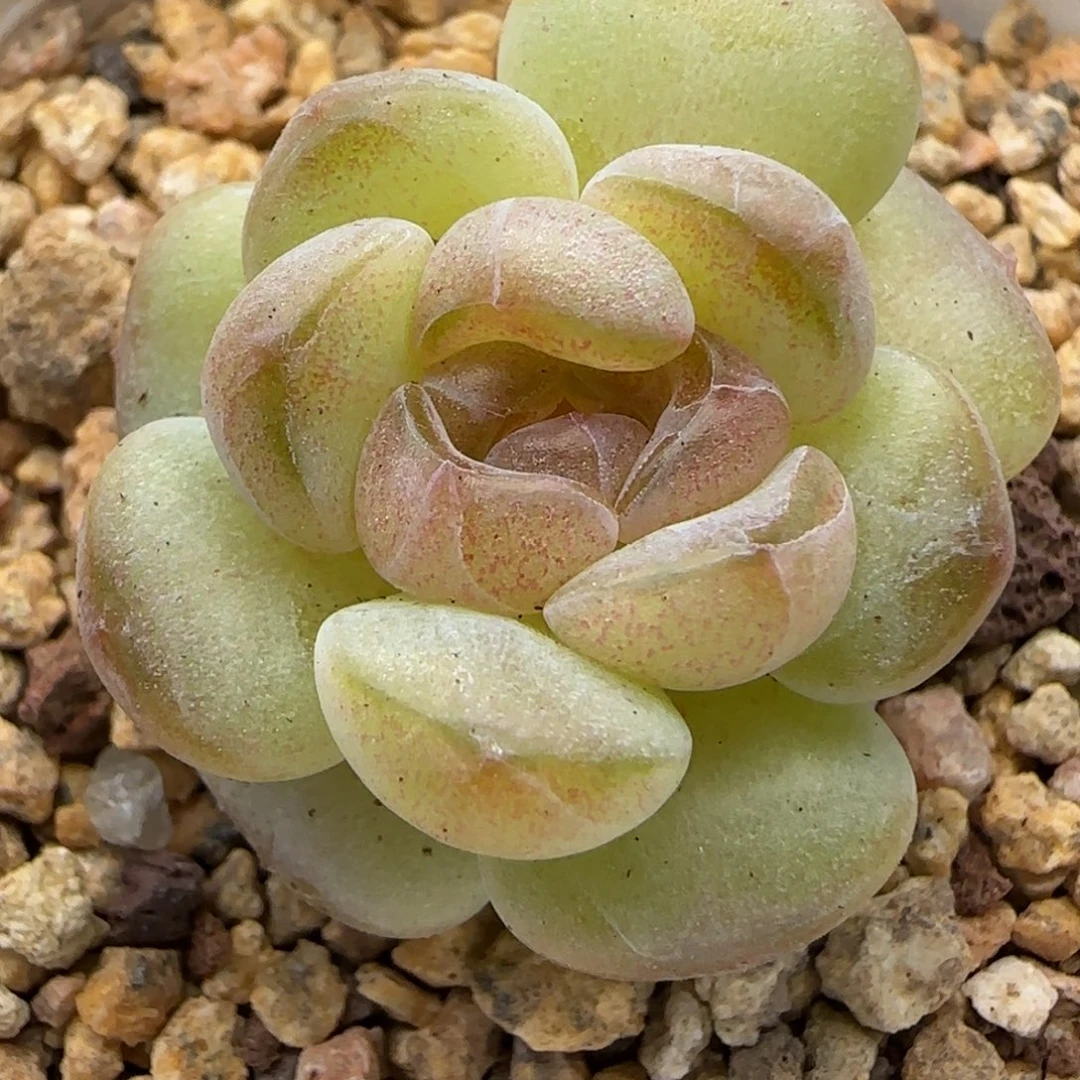 【满29包邮非偏远】926