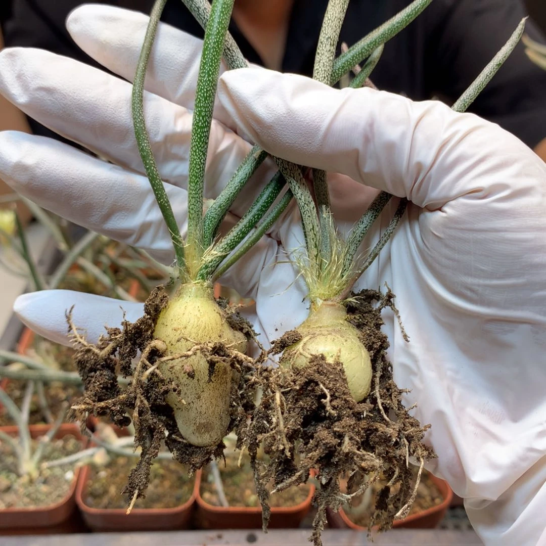 实生  美杜莎 块根  2公分左右发货