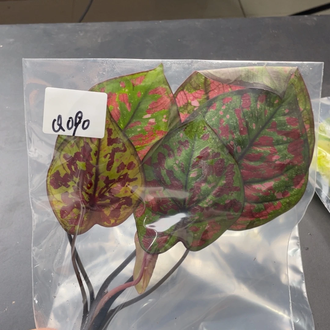 无花朵Q090壁虎袋装