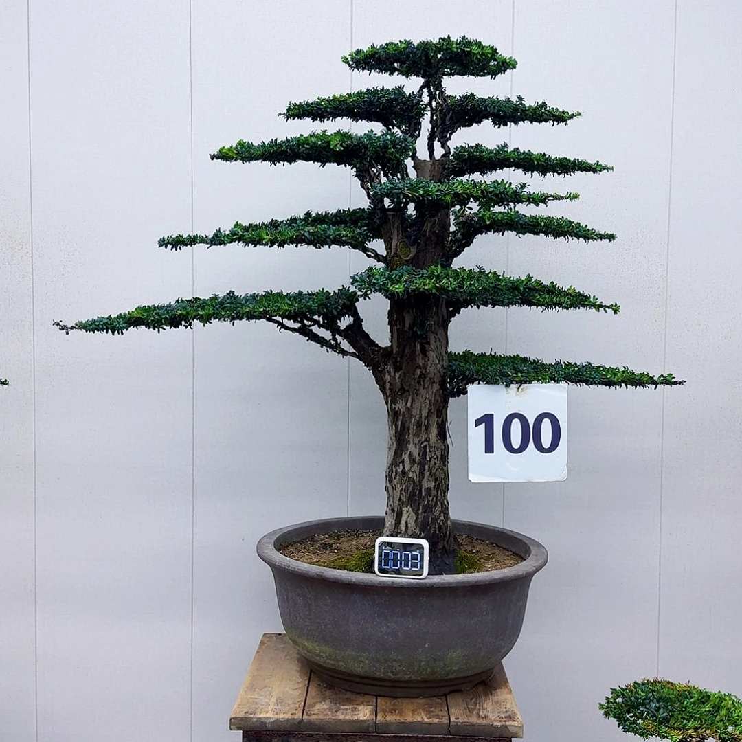 无花朵珍珠红芽罗汉松造型盆景