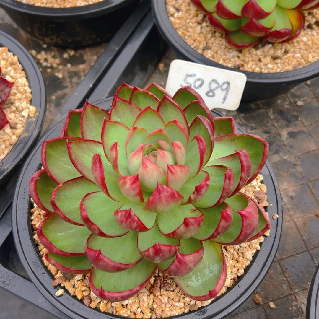 惊鸿仙子一物一拍5089号修根