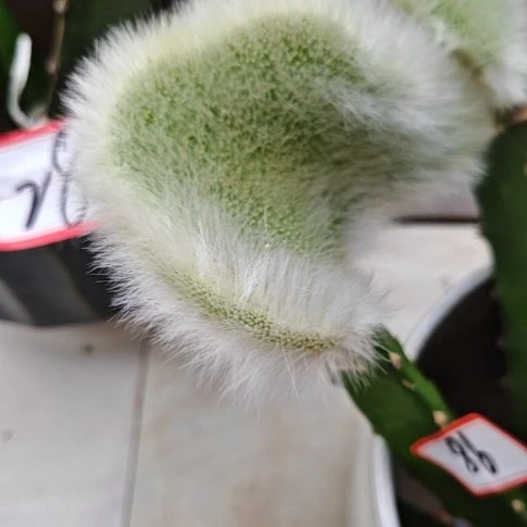 九尾狐缀化火龙果嫁接无根福23米不包损