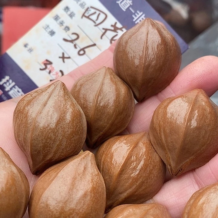 手串/手链橄榄核曲**散