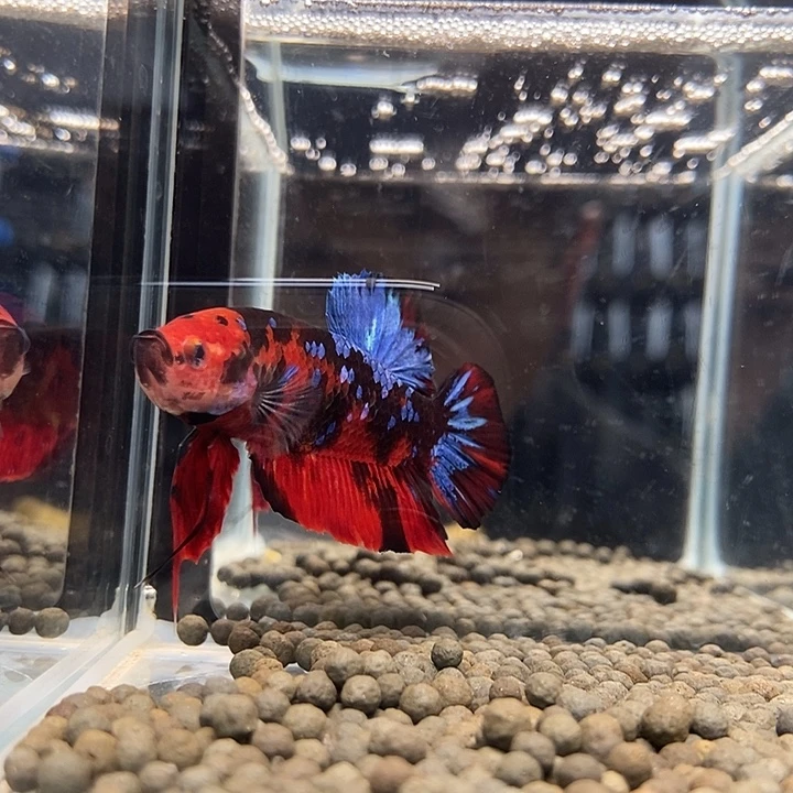 斗鱼黑251号巨斗将军