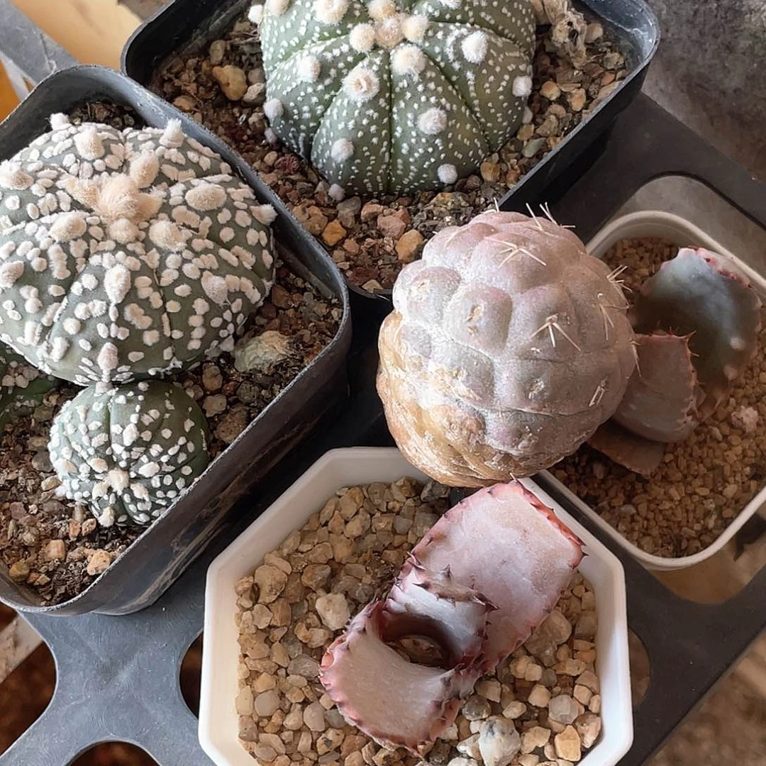 蛋*粉丝专拍仙人球多肉植物