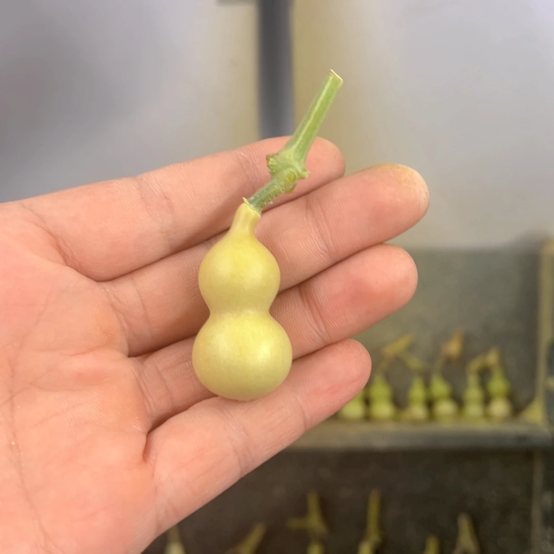 ****天津嘴儿葫芦葫芦