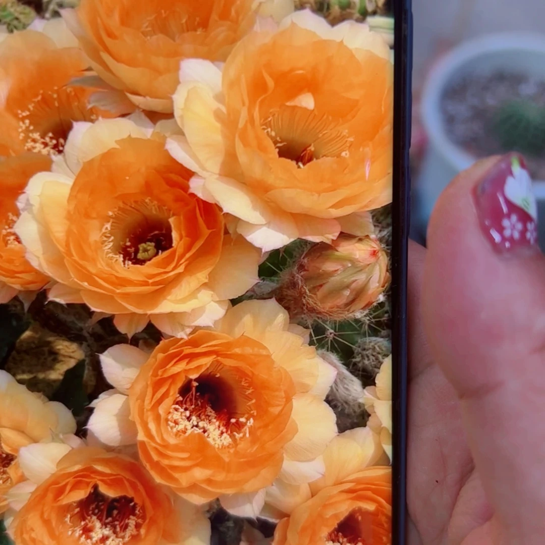 下2彩草浪漫宝贝歪无根侧芽4公分左右20包邮