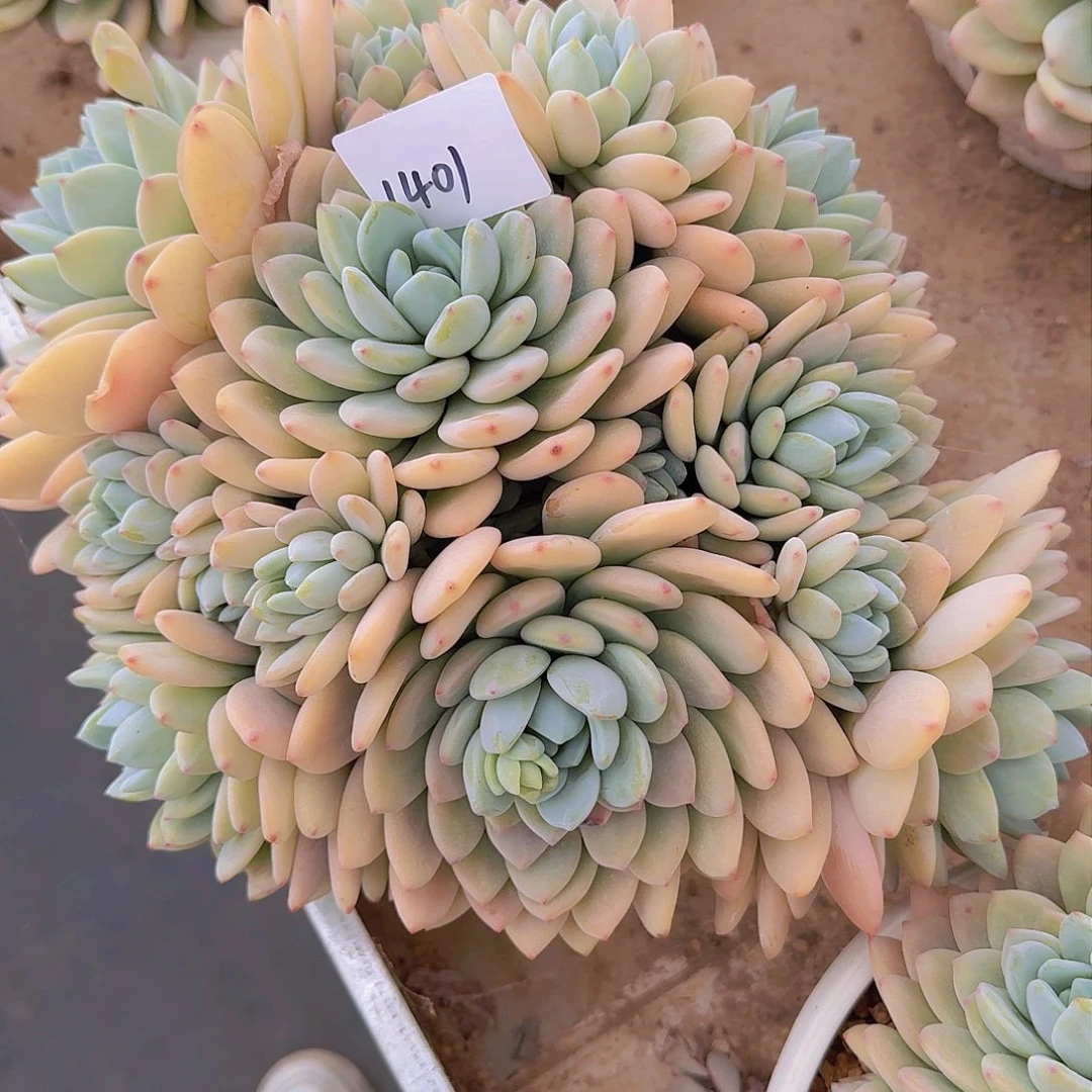 程*?1401冷香多肉植物