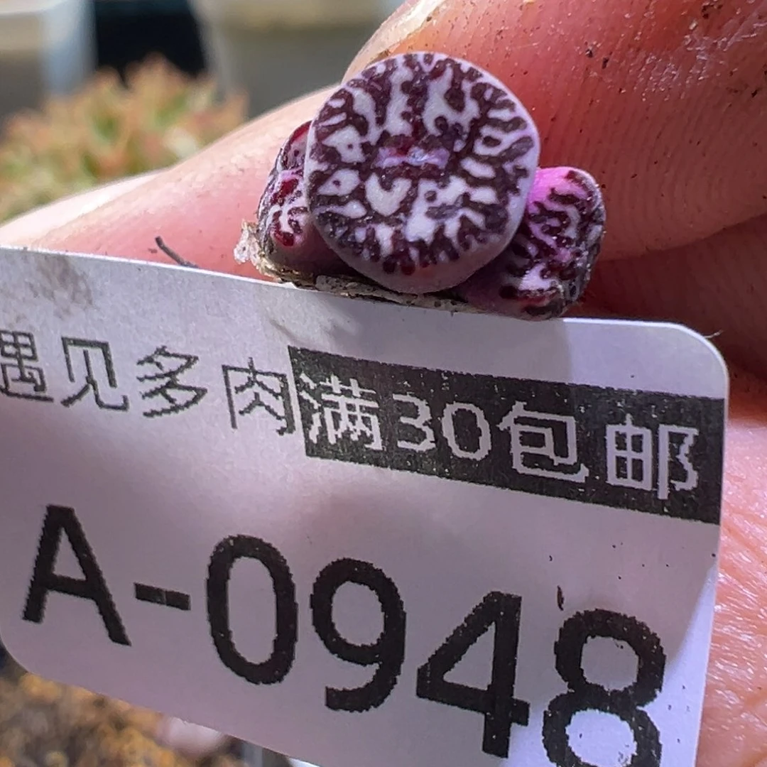 多肉植物111111111111111