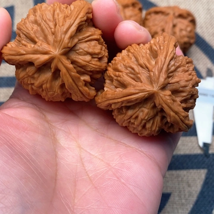 木质类皓**心核桃