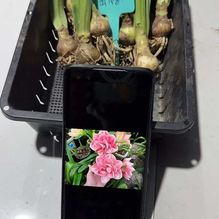 图腾朱顶红一棵2.5+