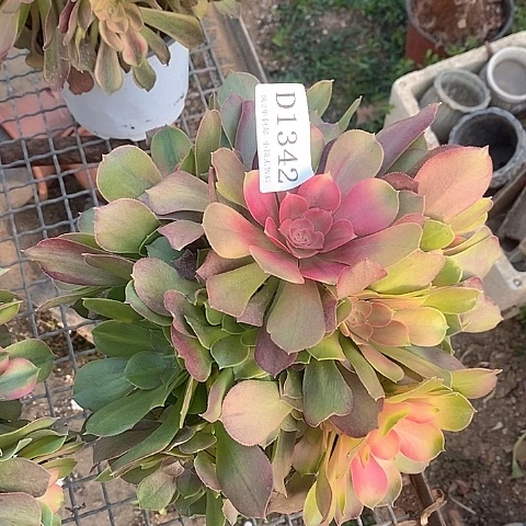 1342雅典娜多肉法师