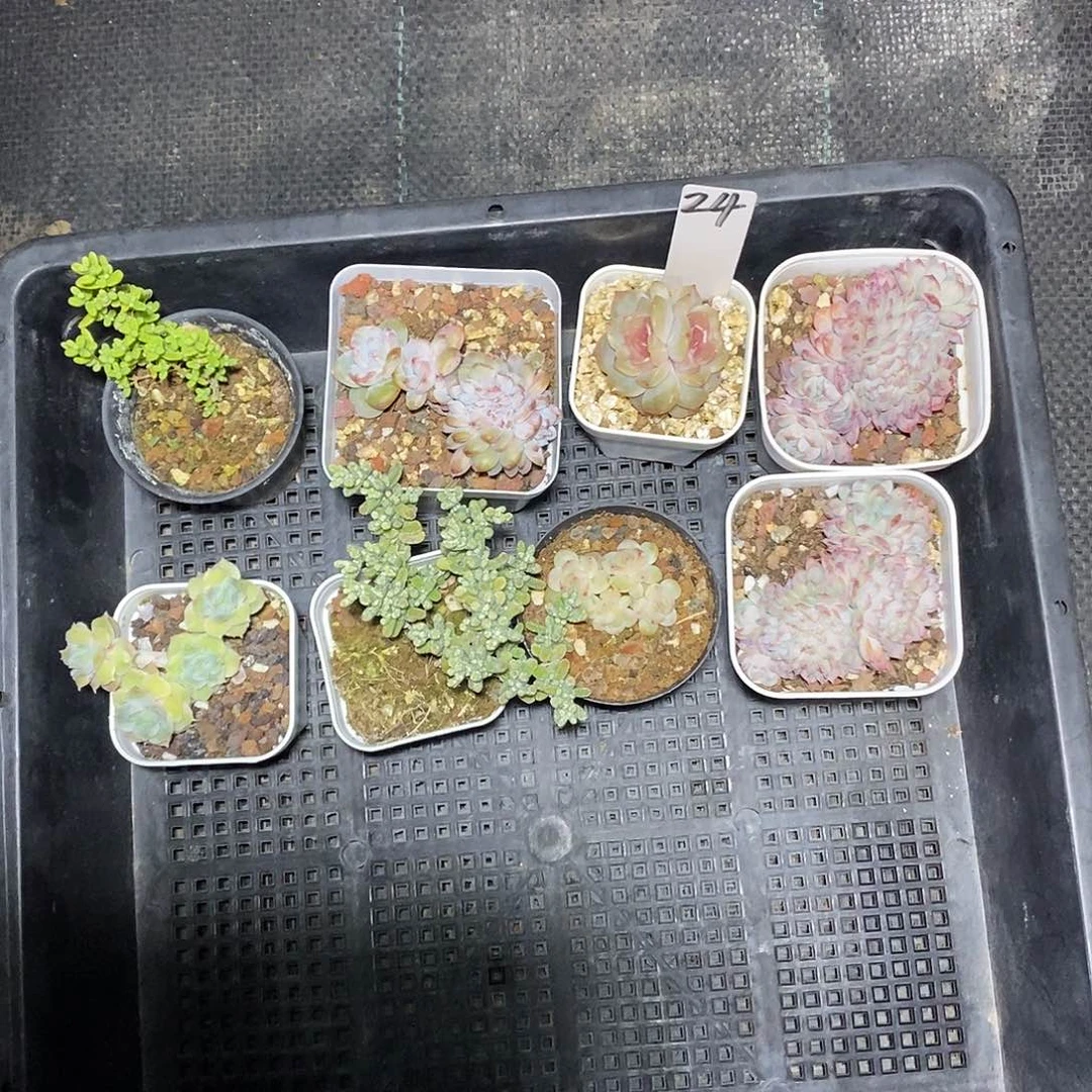 冷***)24号一筐8颗多肉植物